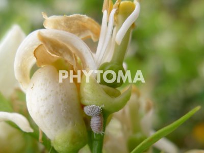 Delottococcus aberiae ( D. aberiae )